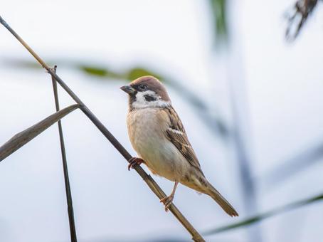 枝にとまるスズメ スズメ,雀,鳥の写真素材