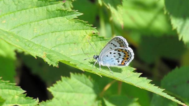 白馬五竜高山植物園のヒメシジミ 白馬五竜高山植物園のヒメシジミの写真