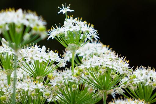 Photo, flower, bloom, bud, 