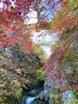 見上げる大谷橋 秋,風景,紅葉の写真素材