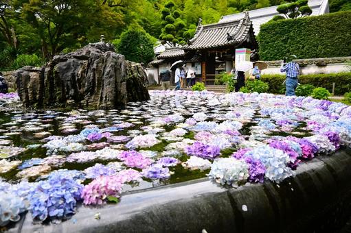 Colorful floating hydrangeas, JPG