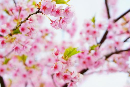 桜の木 桜の木の写真