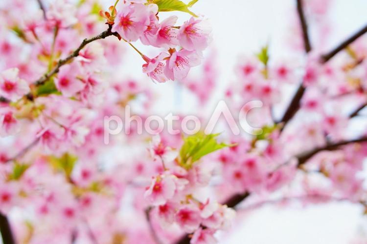 桜の木 花,桜,春の写真素材