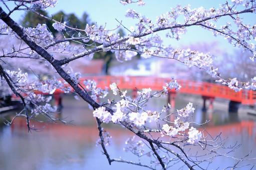 桜 桜の写真