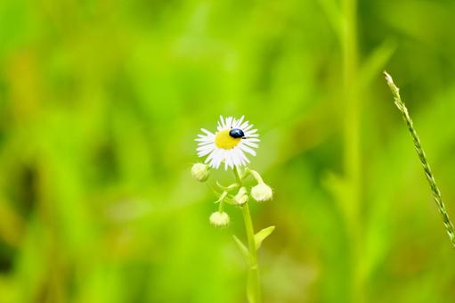 Photo, flower, plant, material, 
