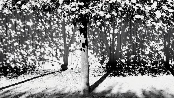 木 木 葉,自然,ナチュラルの写真素材