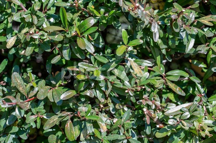 植え込みの植物 植物,葉,草の写真素材