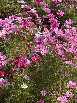 コスモス コスモス,コスモス畑,秋桜の写真素材