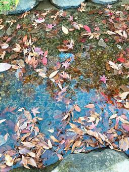 川に浮かぶもみじ 川に浮かぶもみじの写真