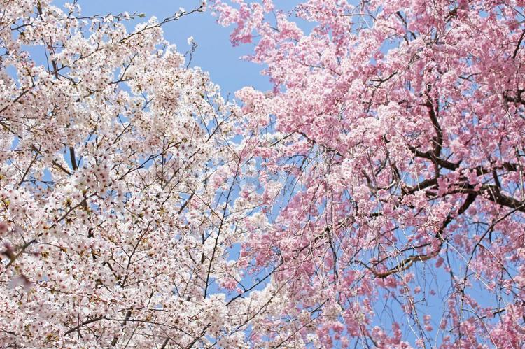 染井吉野と紅しだれ 背景,春,花の写真素材