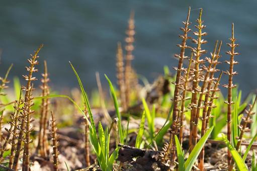道端の草 草,雑草,植物の写真素材