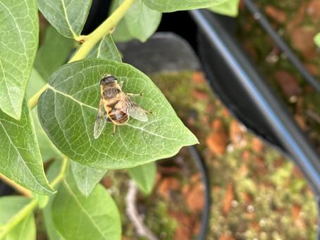 ハチ ハチ,生き物,昆虫の写真素材