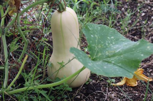 バタービーナッツかぼちゃの栽培された畑 バタービーナッツかぼちゃ,栽培,畑の写真素材