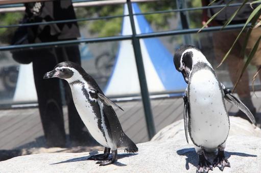 二羽のペンギン 二羽のペンギン ペンギン,海響館,水族館の写真素材