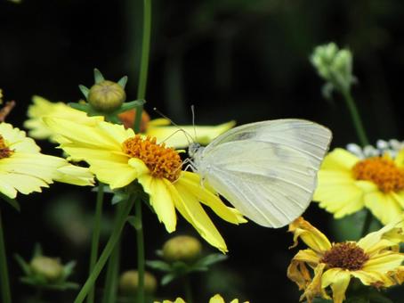 Cabbage white butterfly and yellow cosmos a, JPG