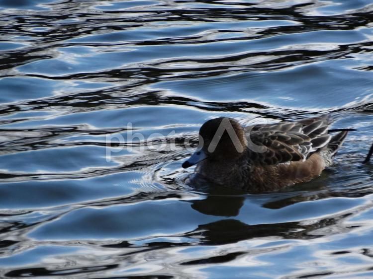 池の上のカモ 鳥,うく,のんびりの写真素材