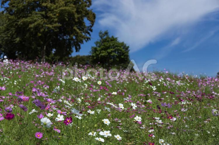 いろんな色のコスモス畑 秋イメージ コスモス,秋桜,ピンクの写真素材