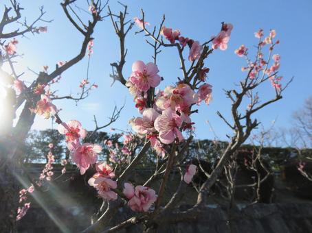 梅の花の時期に 梅の花の時期に 梅の花,梅の花見ごろ,可愛い花の写真素材
