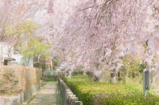 桜のある風景2 桜のある風景2の写真
