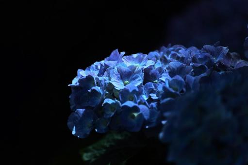 Flower pattern - Hydrangea - Dark image, flower, hydrangea, blue hydrangea, JPG
