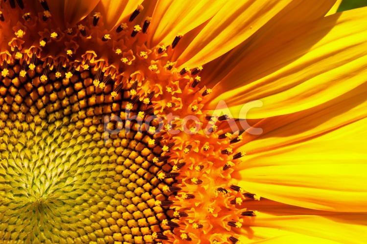 クローズアップのヒマワリの花 ヒマワリ,ひまわり,向日葵の写真素材