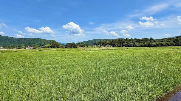 夏の水田 稲作,稲,米の写真素材