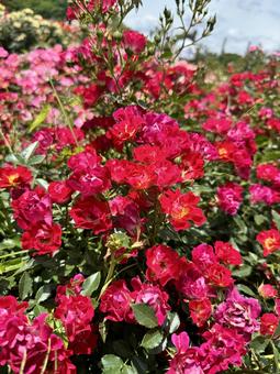 Photo, গোলাপী রঙ, রোজ গার্ডেন, keisei রোজ গার্ডেন, 