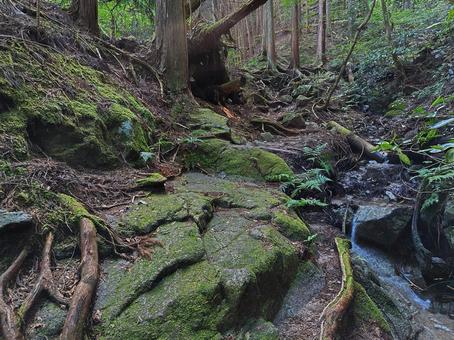森の奥深く 森の奥深く 山,森,沢の写真素材