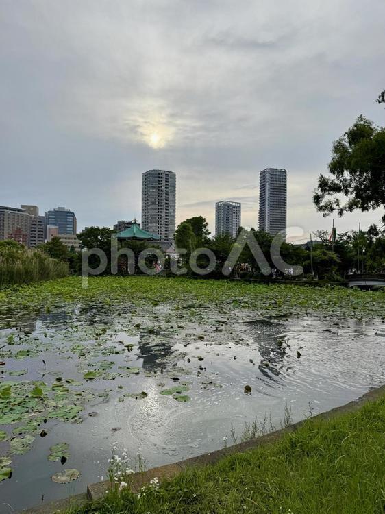 梅雨空の下蓮が生い茂る不忍池 不忍池,上野,上野恩賜公園の写真素材