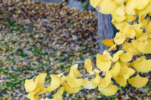 鮮やかな黄色のイチョウの葉と落ち葉 イチョウ,銀杏,葉の写真素材