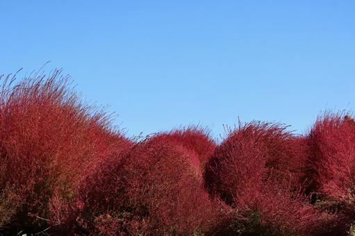 青空と赤く紅葉したコキアの畑の写真