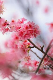 緋寒桜 緋寒桜,サクラ,春の写真素材