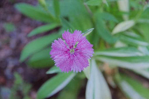 ナデシコの写真