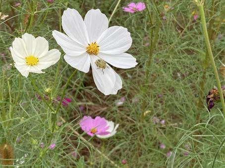 白コスモスとカメムシの写真