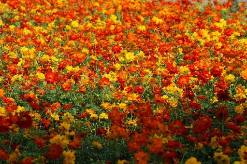 キバナコスモスの咲く風景 キバナコスモス,草花,橙黄色の写真素材