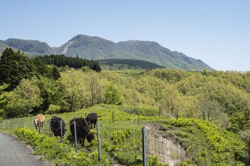 九重連山と牛 九重連山,牛,放牧の写真素材