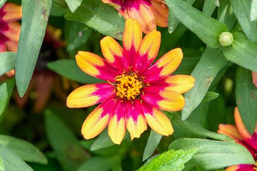 夏色に輝くジニアの花 夏色に輝くジニアの花の写真