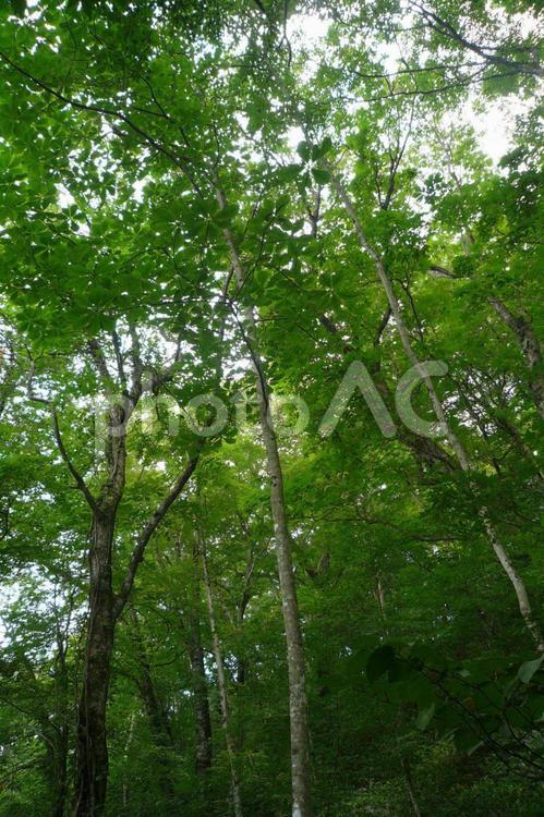 森林１ 森林,森,緑の写真素材