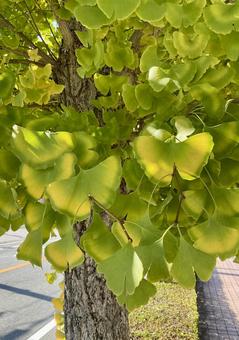 街路樹の紅葉01 木,樹木,街路樹の写真素材