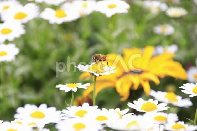 『ハチ』と『花』と『5月』 フラワー,背景,風景の写真素材