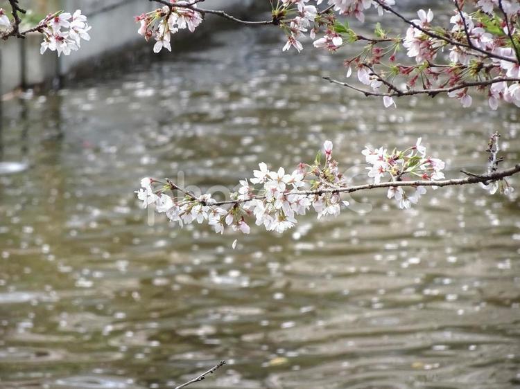 水面とさくら 桜,春,空の写真素材