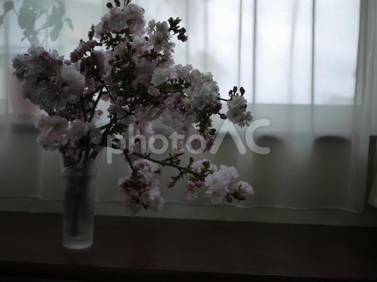 花　さくら　桜　サクラ　切り花　 花,サクラ,桜の写真素材