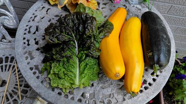 家庭菜園の野菜 家庭菜園,野菜,畑の写真素材