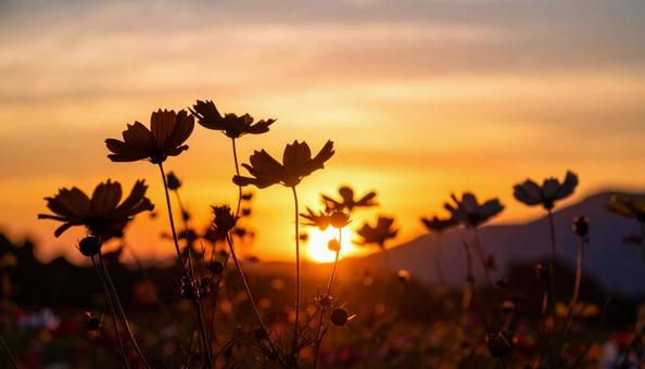 夕焼けに浮かぶ花のシルエット 夕焼けに浮かぶ花のシルエットの写真