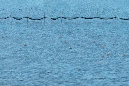 水鳥たちの集う早朝の新川 水鳥たちの集う早朝の新川の写真