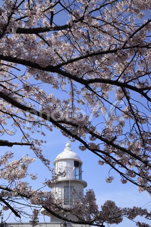 さくらと灯台 さくら,灯台,春の写真素材
