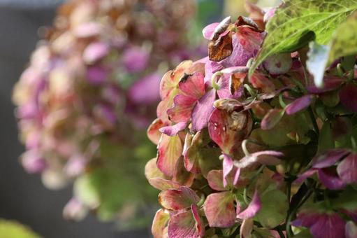 ギリギリ秋色アジサイの写真