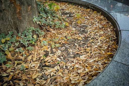 落ち葉 落ち葉,枯れ葉,秋の写真素材