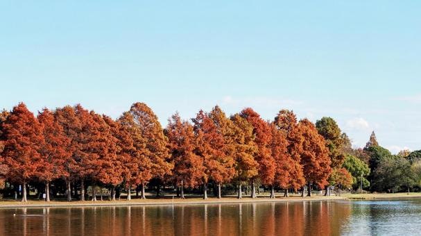 水元公園の紅葉・煉瓦色の木立＆池・葛飾区の写真