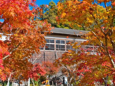 校舎と楓 もみじ,かえで,楓の写真素材